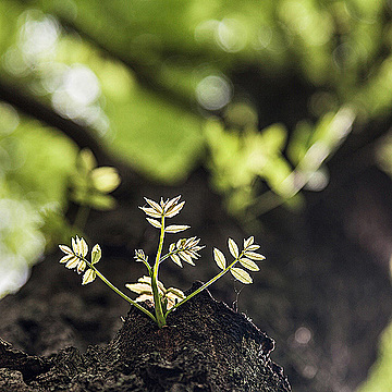 Молодая ветка рябины с листьями, которая выходит из ствола