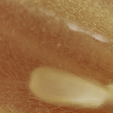 Косточка огурца в срезанном кусочке