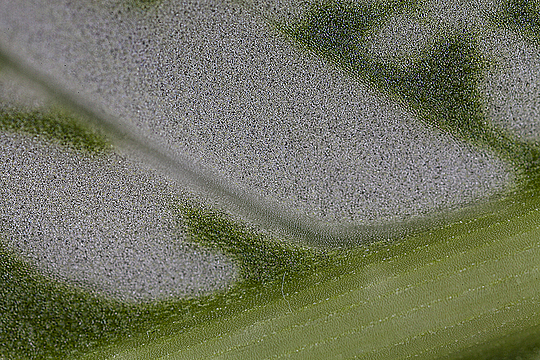 Низ листа диффенбахии