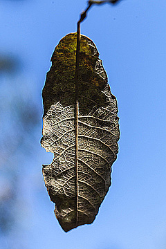Засохший лист на фоне неба