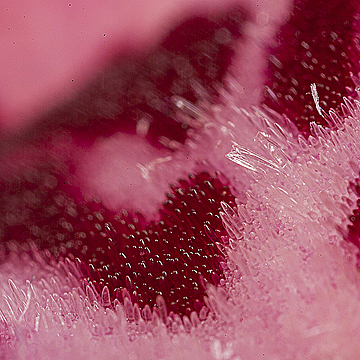 Цветок орхидеи очень крупным планом