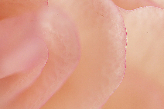 Лепестки розовой розы