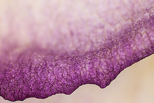 Край лепестка засохшей розы