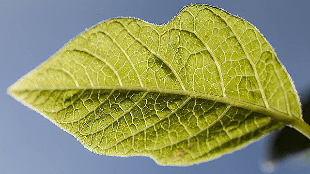 Молодой лист на фоне неба, вид снизу