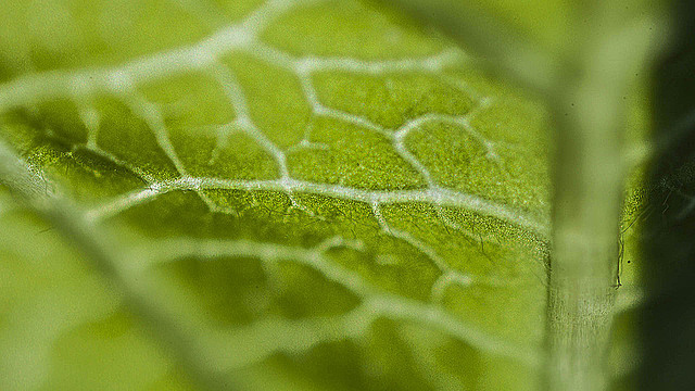 Лист снизу очень крупным планом