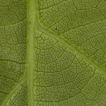 Фрагмент низа дубового листа очень крупным планом