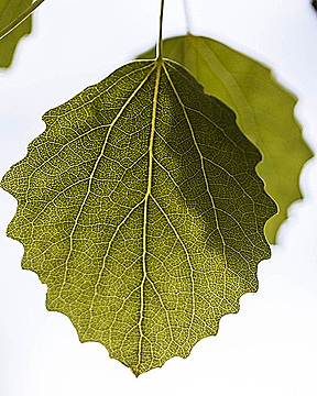 Два листка дерева в солнечном свете, один затеняет другой