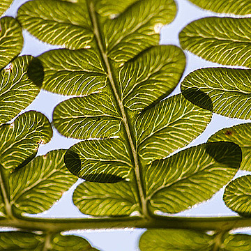 Фрагмент листа папоротника очень крупным планом