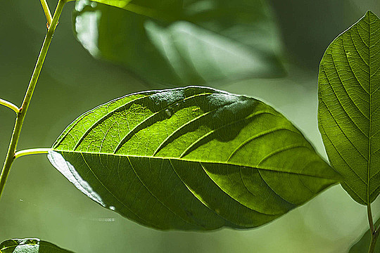 Листья куста в лесу, освещаемые солнцем