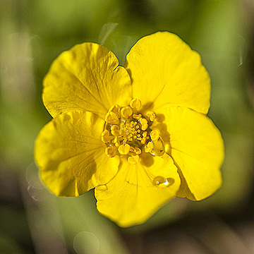 Лютик с каплей воды на лепестке