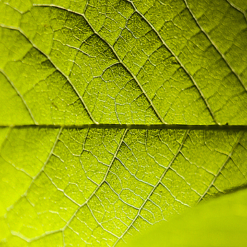 Лист дерева, освещаемый солнцем сбоку