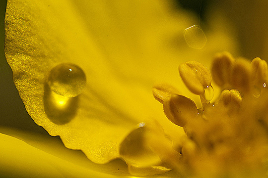 Капля воды на лепестке лютика очень крупным планом