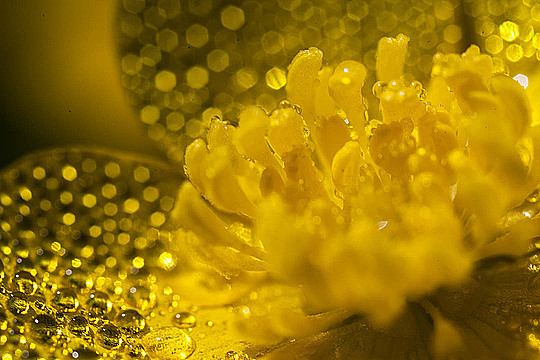 Цветок лютика с каплями воды очень крупным планом