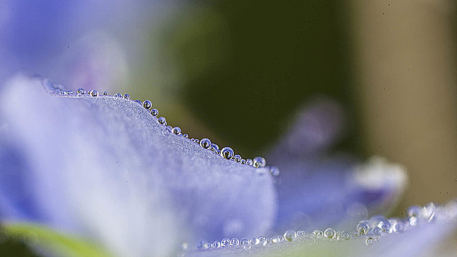 Капкльки воды на лепестке незабудки, вид сбоку