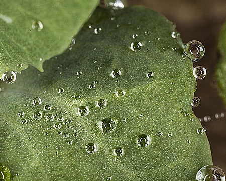 Капли воды на листе гороха