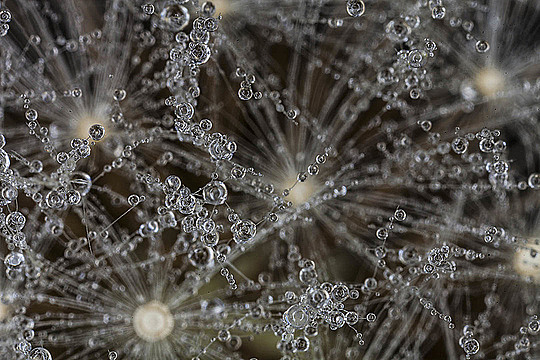 Капли воды на семенах одуванчика