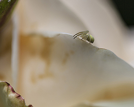 Паучок на лепестке розы