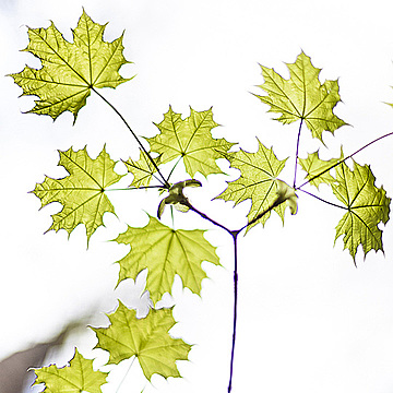 Кленовые листья на фоне засвеченного неба