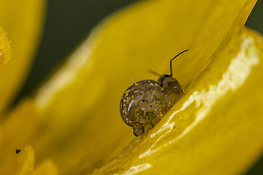 Жучок на лепестке лютика
