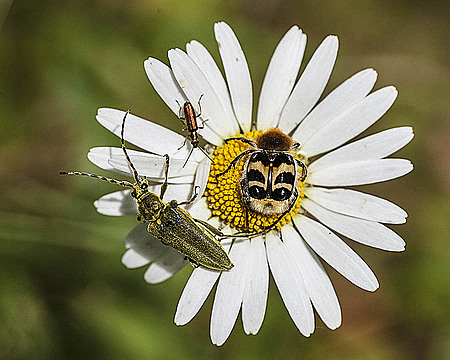 Три разных жука на цветке ромашки