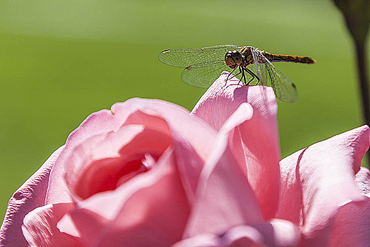 Стрекоза на цветке розы