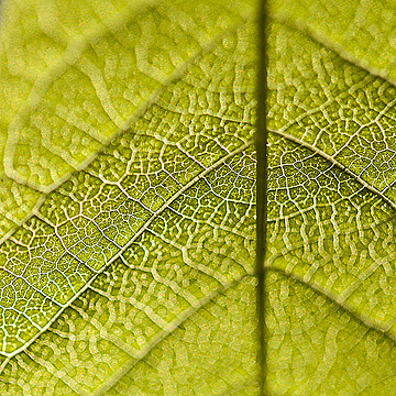 Освещаемый солнцем лист очень крупным планом