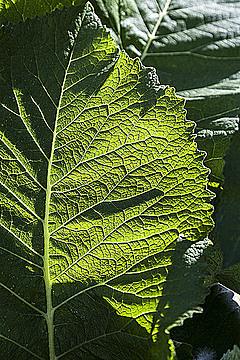 Большой лист в солнечном свете