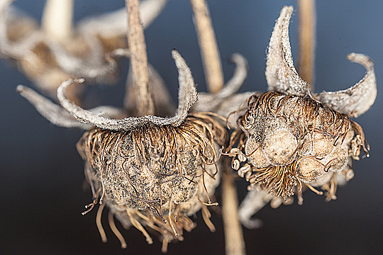 Засохшие ягоды малины на кусте