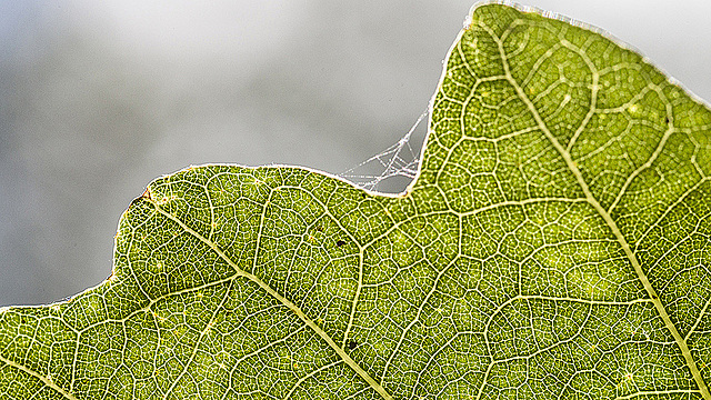 Край дубового листка