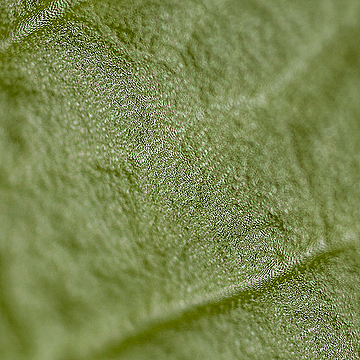 Лист кодиеума очень крупным планом