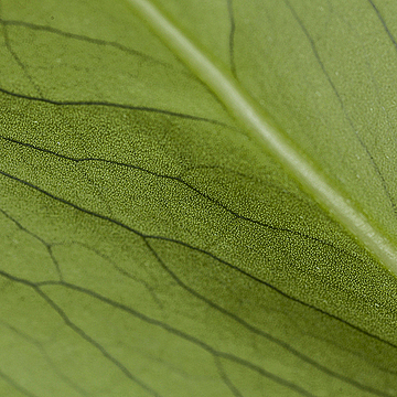 Нижняя часть листа монстеры очень круплым планом