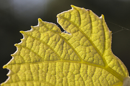 Край листа винограда Изабелла
