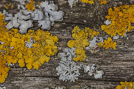 Разноцветный лишайник на деревянной скамейке крупным планом
