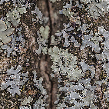 Лишайник на коре с трещиной