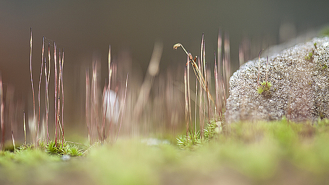 Мох с плодами очень крупным планом