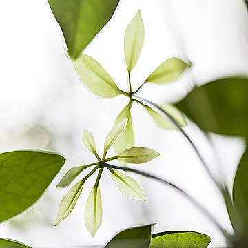 Маленькие листья шеффлеры в контровом свете