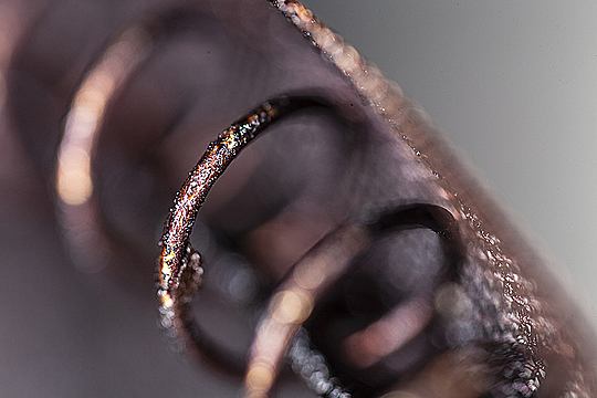 Пружина по периметру сетки чайного пресса