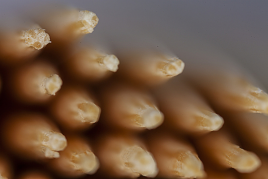 Концы зубочисток