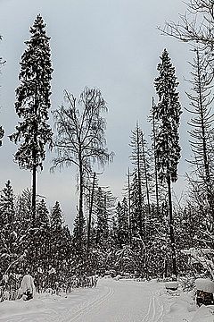 Сосны, ели и берёзы снежной зимой