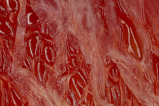 Долька грейпфрута с содранной кожицей