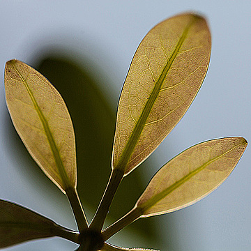 Часть листа шеффлеры снизу