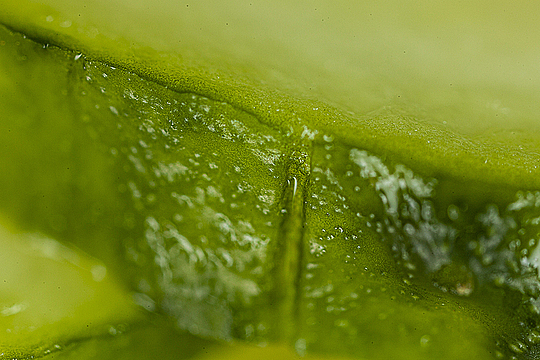 Край шайбы огурца