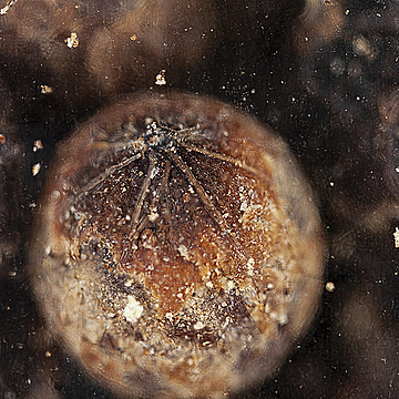 Чёрный перец